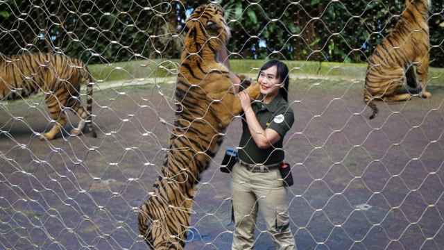 Tati, bersama harimau yang ia jaga Satya. (Foto: Niken Nurani/kumparan)