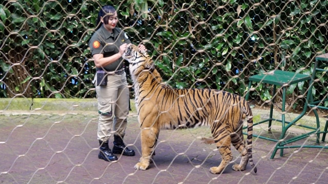 Tati, bersama harimau yang ia jaga Satya. (Foto: Niken Nurani/kumparan)