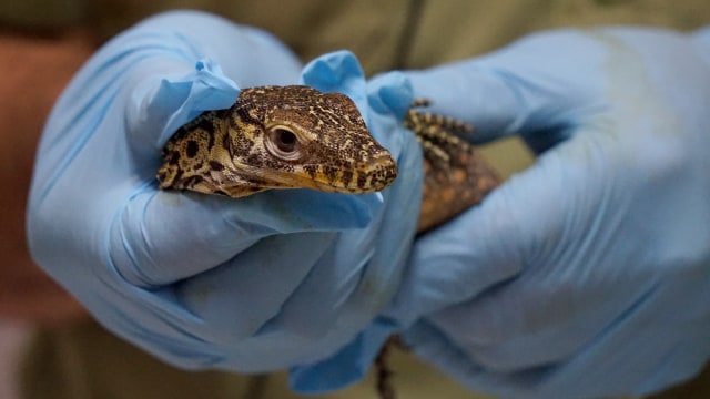 Bayi Komodo di Taman Safari Bogor. (Foto: Niken Nurani/kumparan)