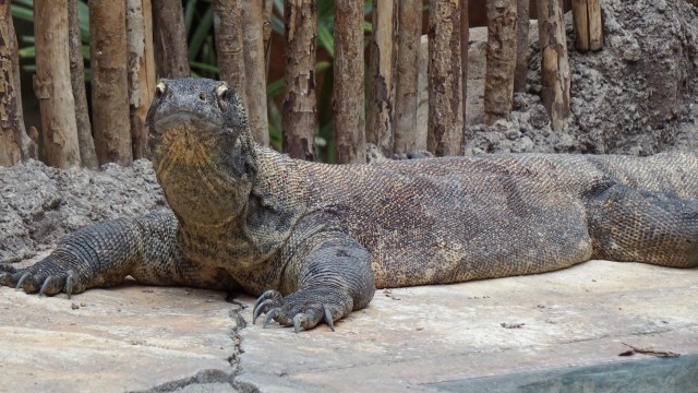 Rangga, Komodo di Taman Safari Bogor. (Foto: Niken Nurani/kumparan)