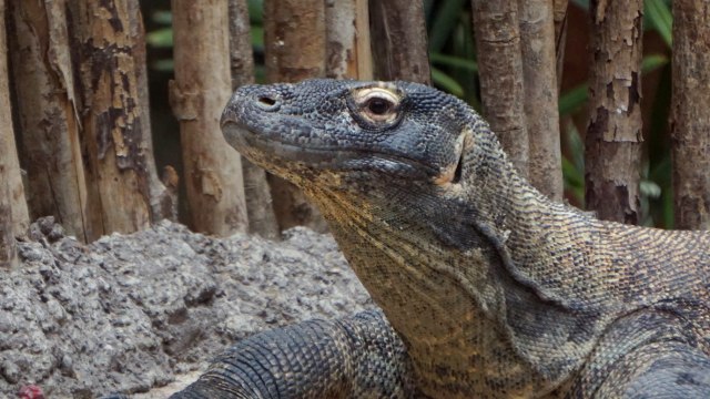 Rangga, Komodo di Taman Safari Bogor. (Foto: Niken Nurani/kumparan)