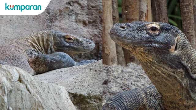 Rangga dan Rinca, Komodo di Taman Safari Bogor. (Foto: Niken Nurani, Muhammad Faisal Nu'man/kumparan)