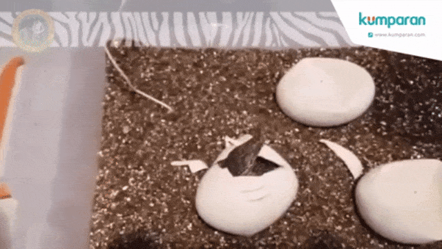 Komodo menetas  (Foto: Taman Safari Indonesia)