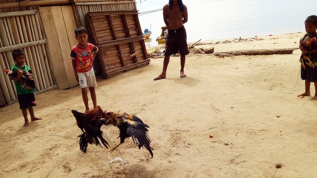 Pertarungan ayam milik Husen dan Ole. (Foto: Naufal Abdurrasyid/kumparan)