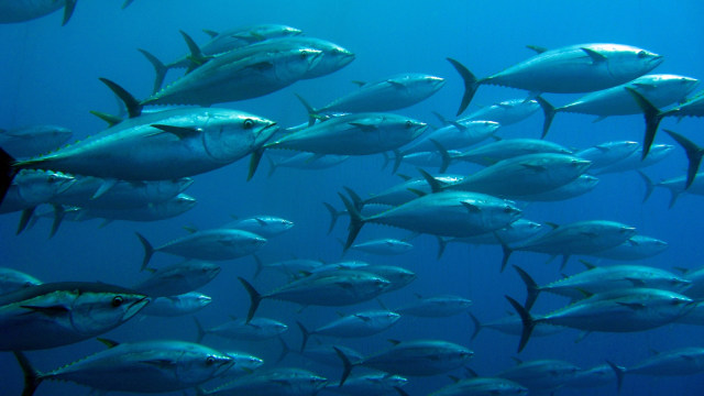Ikan Tuna. (Foto: Thinkstock/Guido Montaldo)