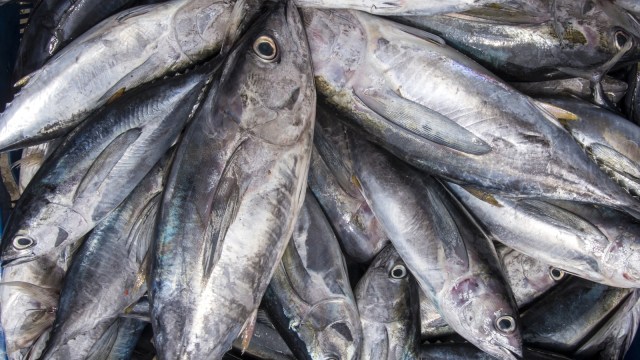 Ikan Tuna. Foto: Thinsktock/Daniel Ferryanto