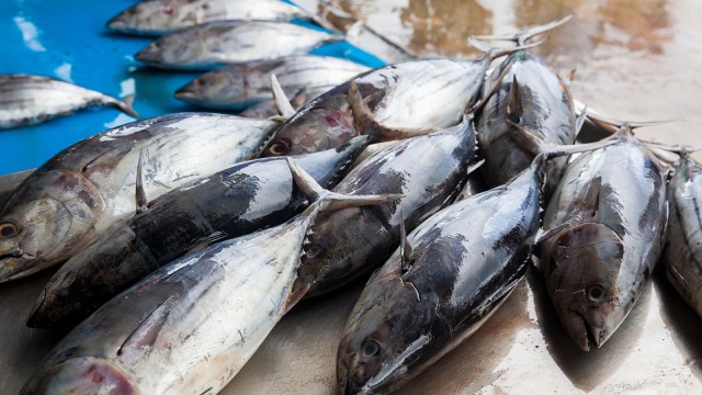 Ikan tuna segar. (Foto: Thinkstock.)