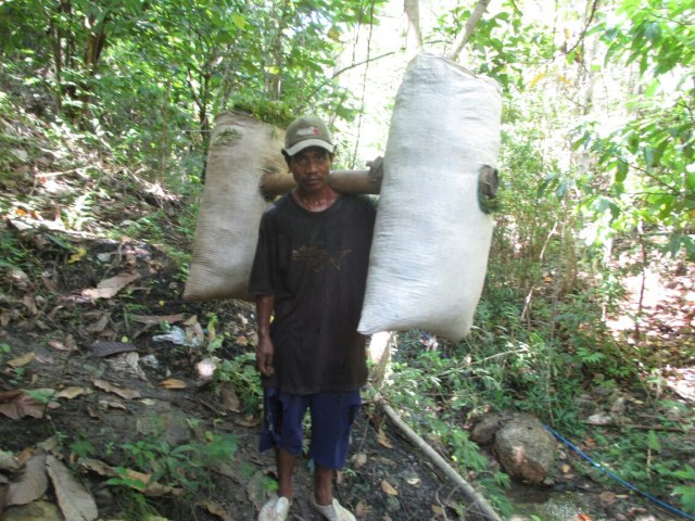 Pengumpul daun kayu putih di hutan (Foto: Rey Octavianus)