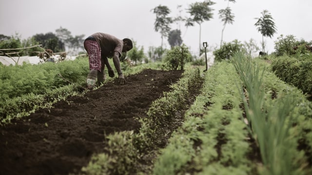 Kegiatan di The Learning Farm, Cianjur (Foto: thelearningfarm.com)