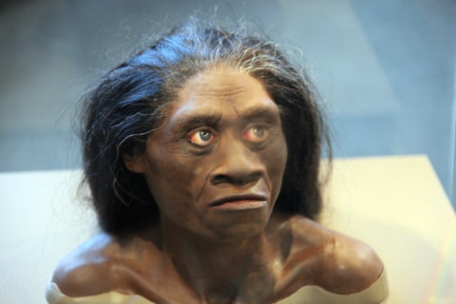Gambar model Homo Floresiensis (Foto: Museumof Natural History)