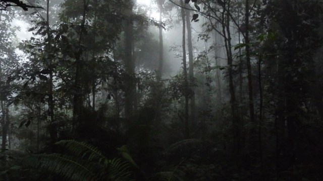 Kabut tebal di hutan Leuser, Aceh. (Foto: Flickr)
