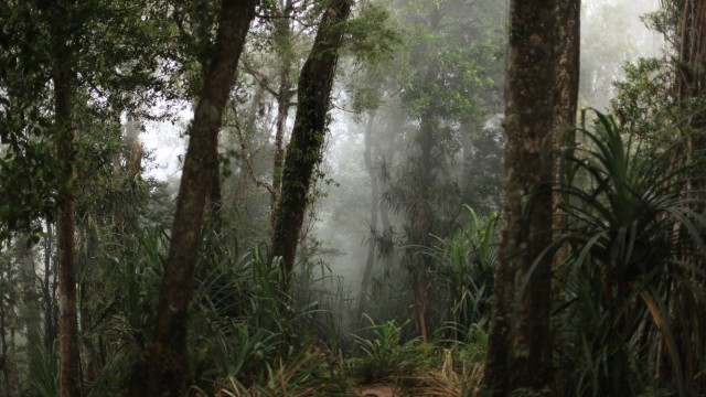 Hutan Leuser yang berkabut. (Foto: Flickr)