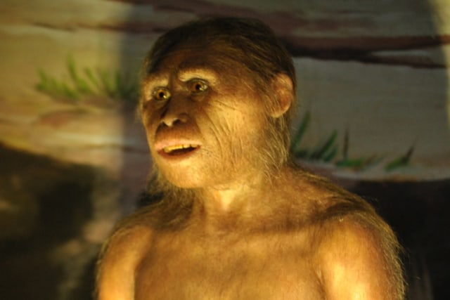 Sosok Misterius di Hutan Leuser (Foto: Antara)