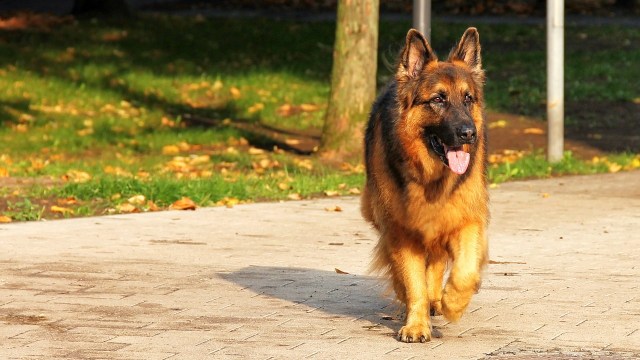 Anjing German Shepherd (Foto: pixabay)