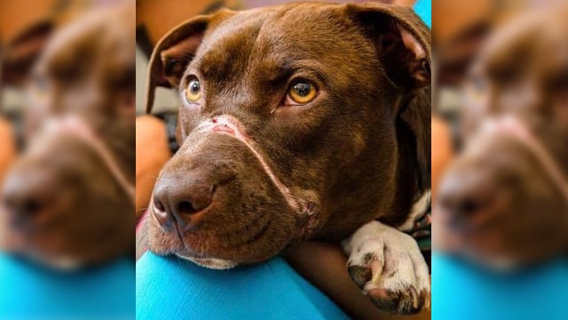 Anjing korban kekejaman setelah diselamatkan. (Foto: Facebook/Charleston Animal Society)