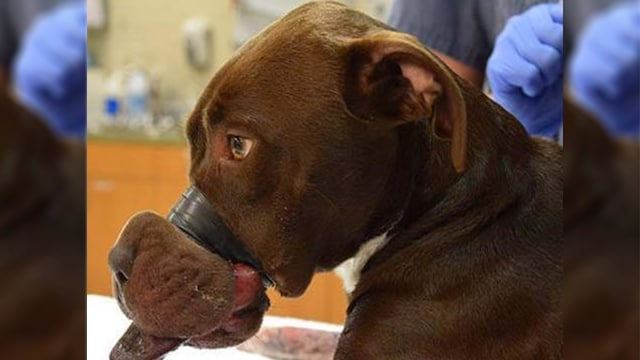 Anjing korban kekejaman di AS. (Foto: Facebook/Charleston Animal Society)