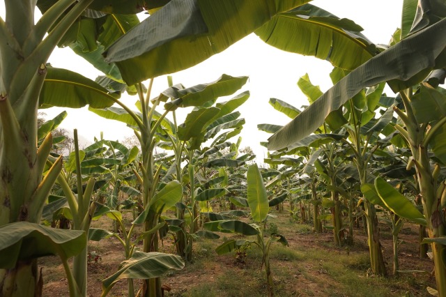 Ilustrasi pohon pisang. (Foto: Pixabay)