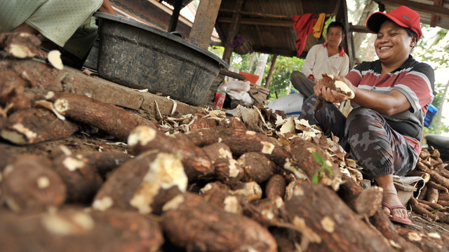 Singkong (ubi kayu) (Foto: Iggoy el Fitra/ANTARA)