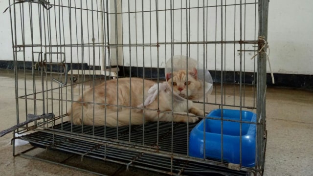 Kucing terlantar diurus di Pondok Pengayom Satwa. (Foto: Jihad Akbar/kumparan)