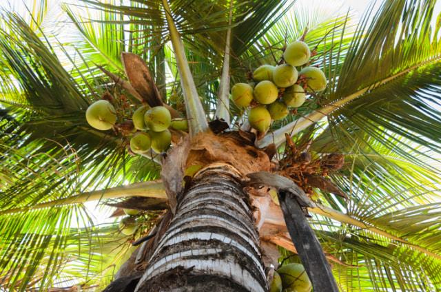Pohon Kelapa Foto: thinkstockphotos