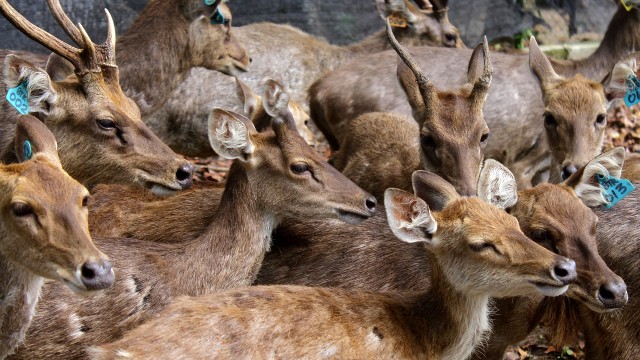 Musim Kawin Rusa. (Foto: Antara/Ari Bowo Sucipto)