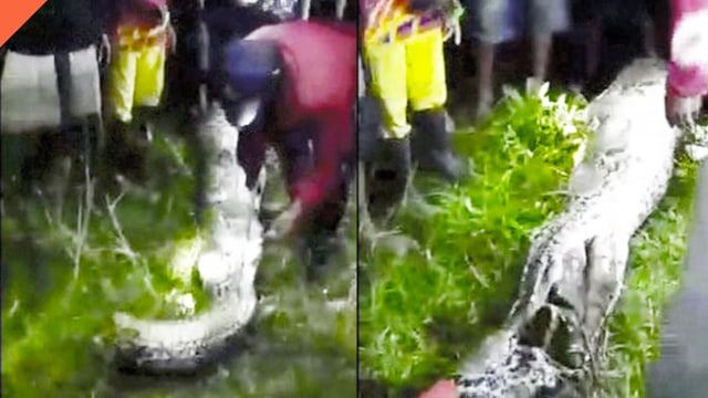 Ular piton makan manusia di Mamuju (Foto: Istimewa)