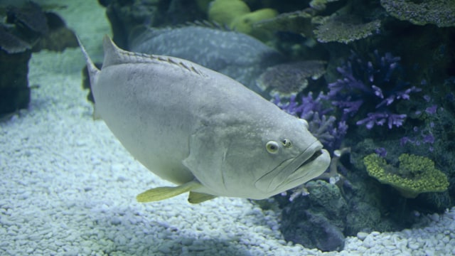 Ikan Kerapu. (Foto: Thinkstock  @IttoIlmatar)