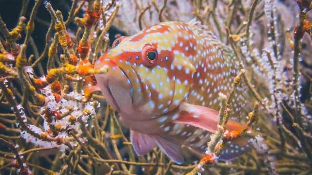 Ikan Kerapu. (Foto: Thinkstock @Placebo365)