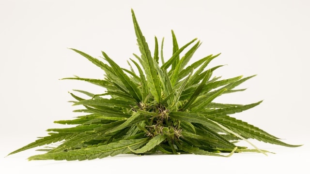 Ilustrasi daun ganja. (Foto: Pixabay)