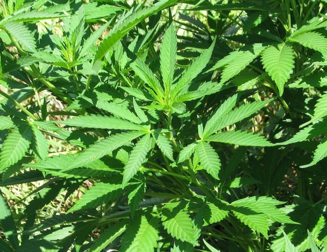 Tanaman ganja. (Foto: Pixabay)