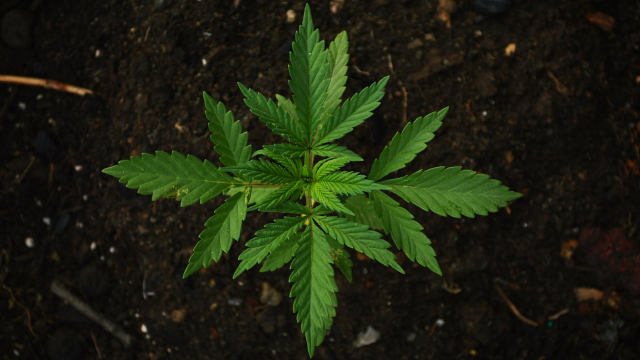 Mariyuana (Foto: Pixabay)