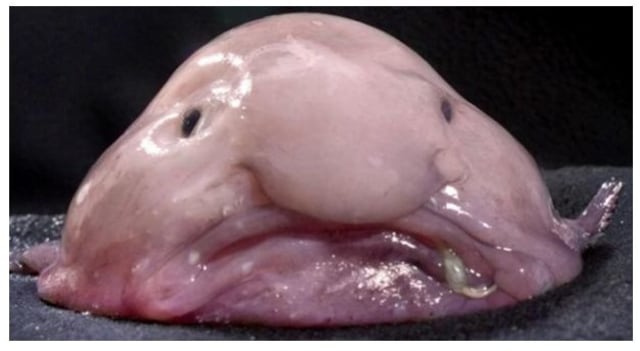10 Hewan Aneh di Dunia: 1. Blobfish