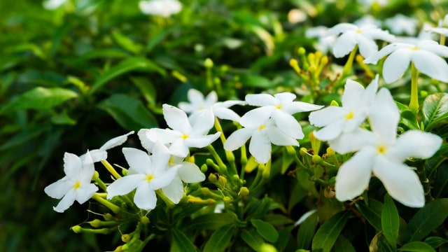 Melati mampu memberikan energi positif. (Foto: Thinkstock)