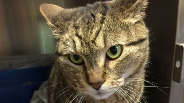 BooBoo kucing yang menghilang 2,5 tahun. (Foto: Dok. Guelph Humane Society )