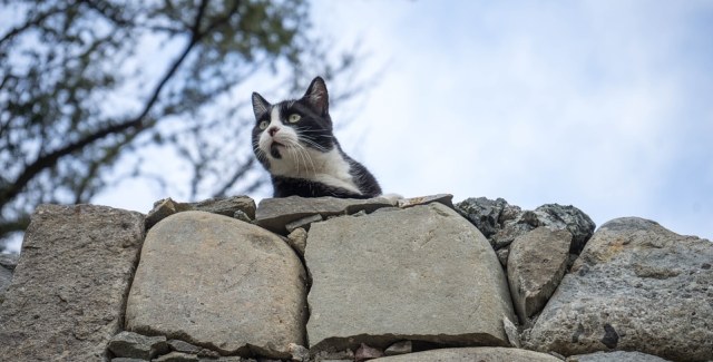 Kucing. (Foto: Pixabay)