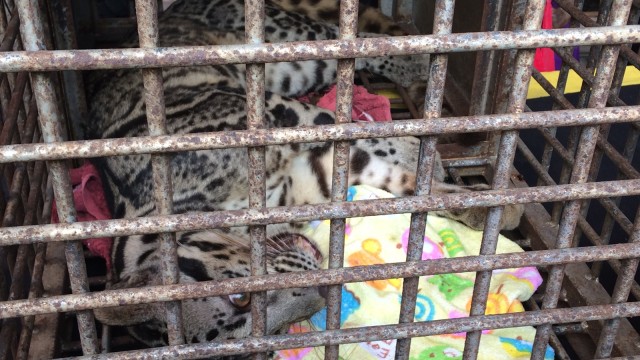 Harimau Dahan yang dijual ilegal. (Foto: Iqra Ardini/kumparan)
