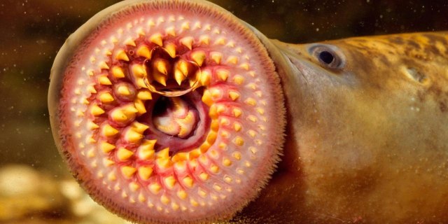 10 Hewan Aneh di Dunia: 10. Lamprey