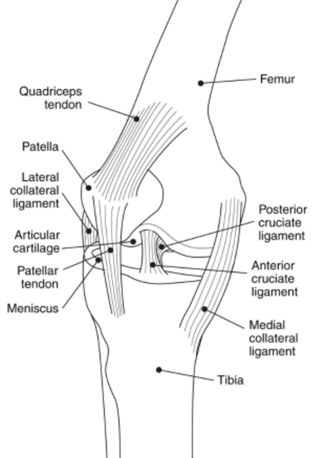 Jaringan otot di lutut. (Foto: Dok. National Institute of Arthritis and Musculoskeletal and Skin Diseases)