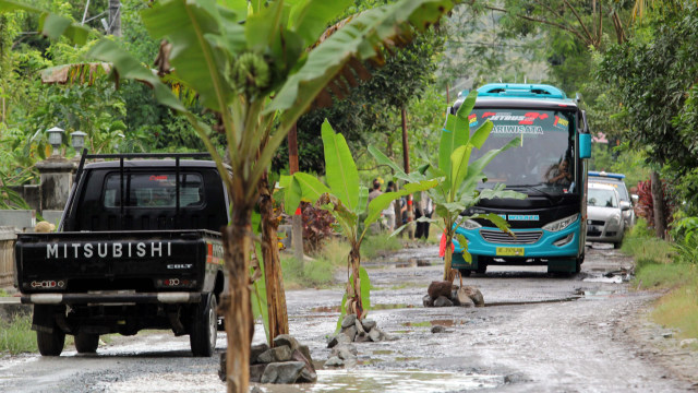 Pohon pisang di Pesanggaran, Banyuwangi (Foto: Budi Candra Setya/ANTARA)