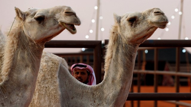 Unta di Riyadh, Arab Saudi (Foto:  REUTERS/Faisal Al Nasser)