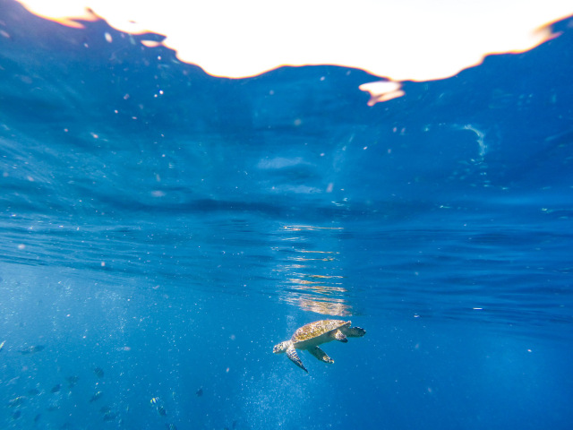 Test : Float to Labuan Bajo