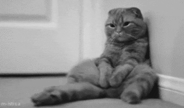 Sad cat (Foto: giphy)