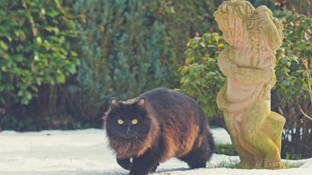 Black cat (Foto: skeeze)