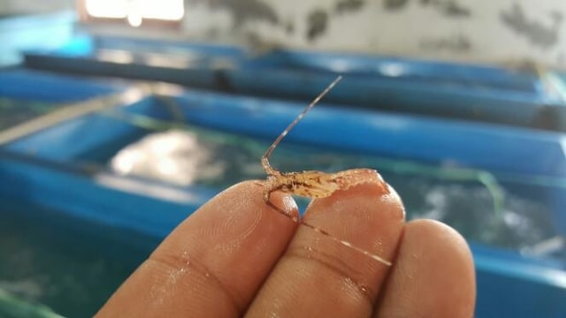 Benih Lobster. (Foto: Dok. BKIPM)