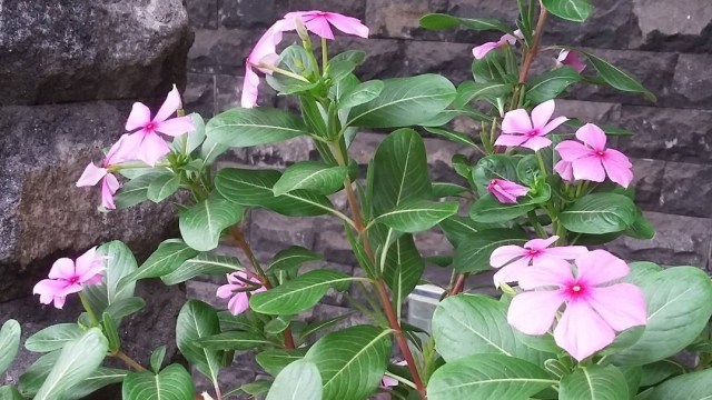 Tanaman Tapak Dara (Foto: instagram/@loociyaa)