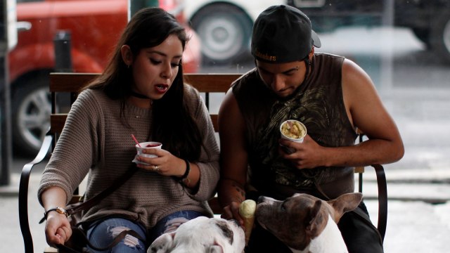 Kafe Es Krim untuk Anjing (Foto:  REUTERS/Carlos Jasso)
