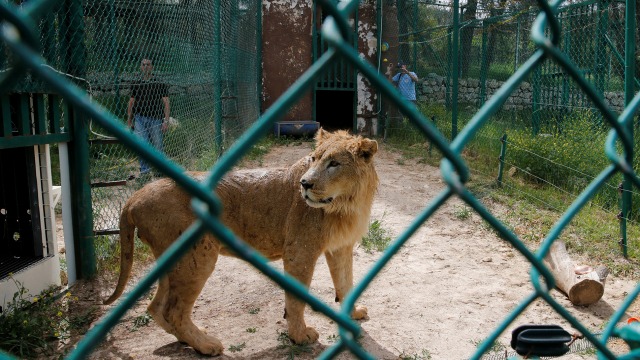 Simba, singa yang berhasil diungsikan dari Irak. (Foto: REUTERS/Muhammad Hamed)