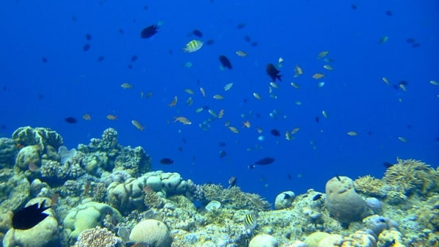 Bunaken, Manado. (Foto: Wikimedia Commons)
