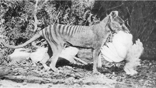 Thylacine atau harimau Tasmania memangsa ayam. (Foto: Henry Burrell via Wikimedia Commons (Public Domain))