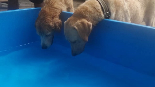 Anjing di markas Animal Defenders. (Foto: Instagram/animaldefender)